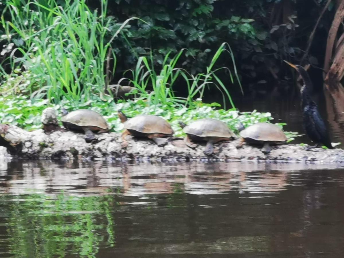 Cabinas Ensuenos Tortuguero