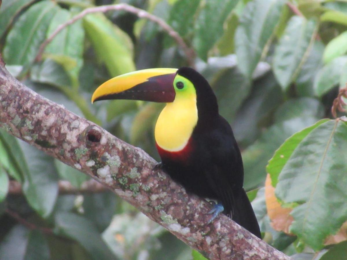 Toucan Lane And Restaurant