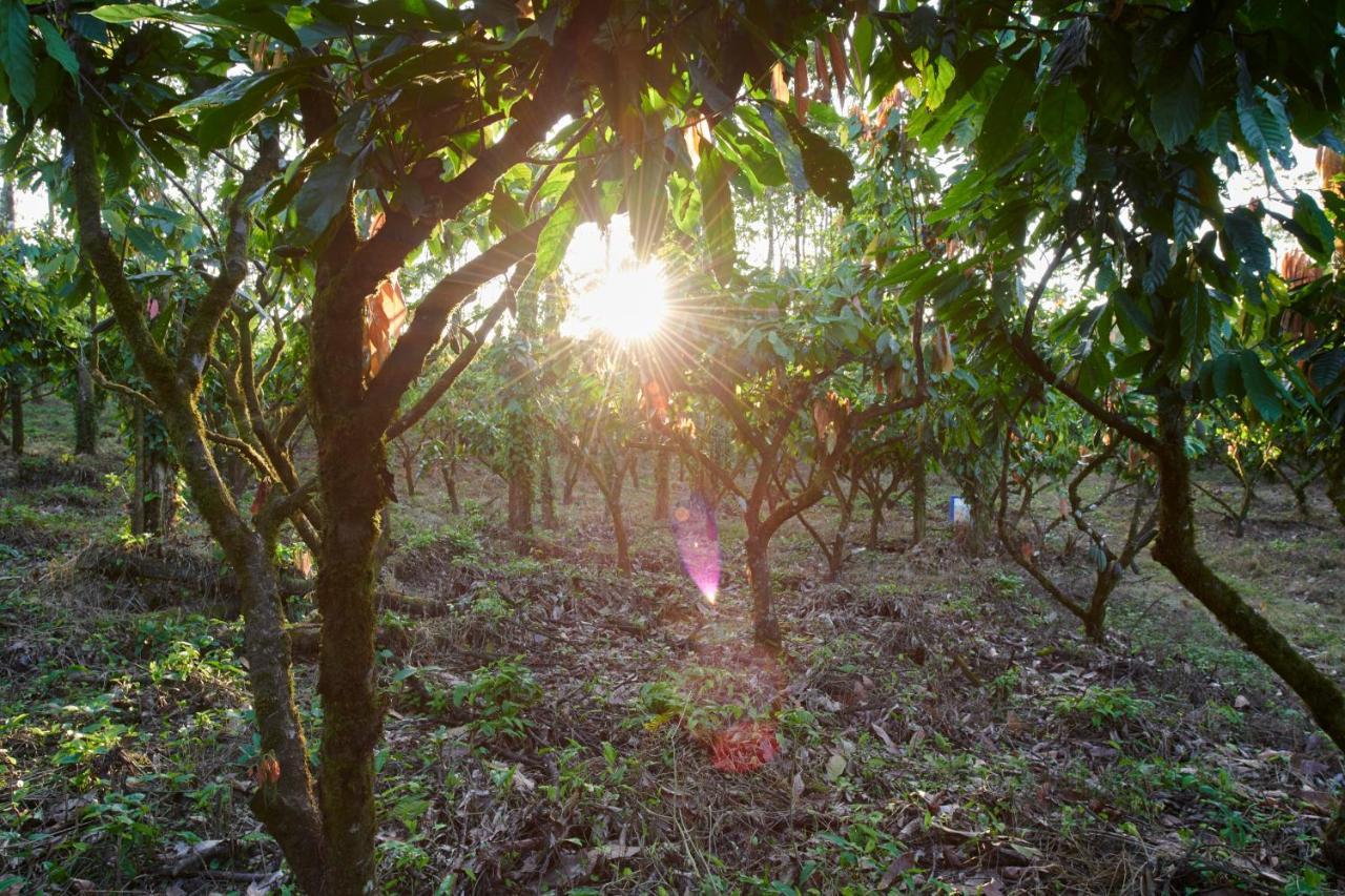 Amistad Cacao