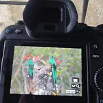 Cabana Anturios