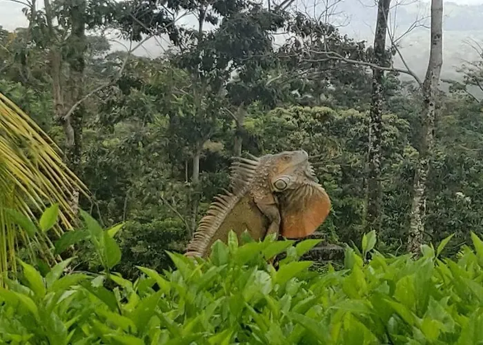 Volcano View Oasis Arenal