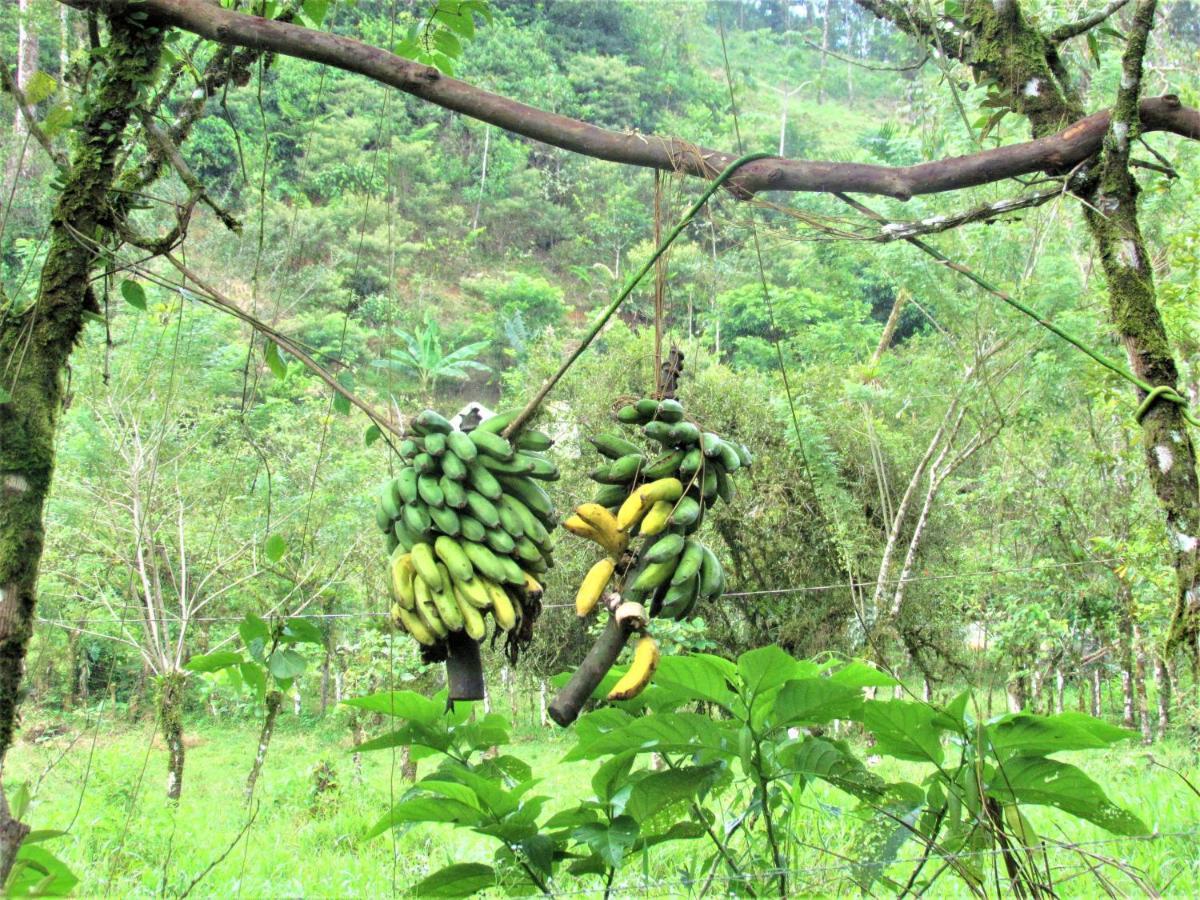 La Amistad 2* Rio Celeste