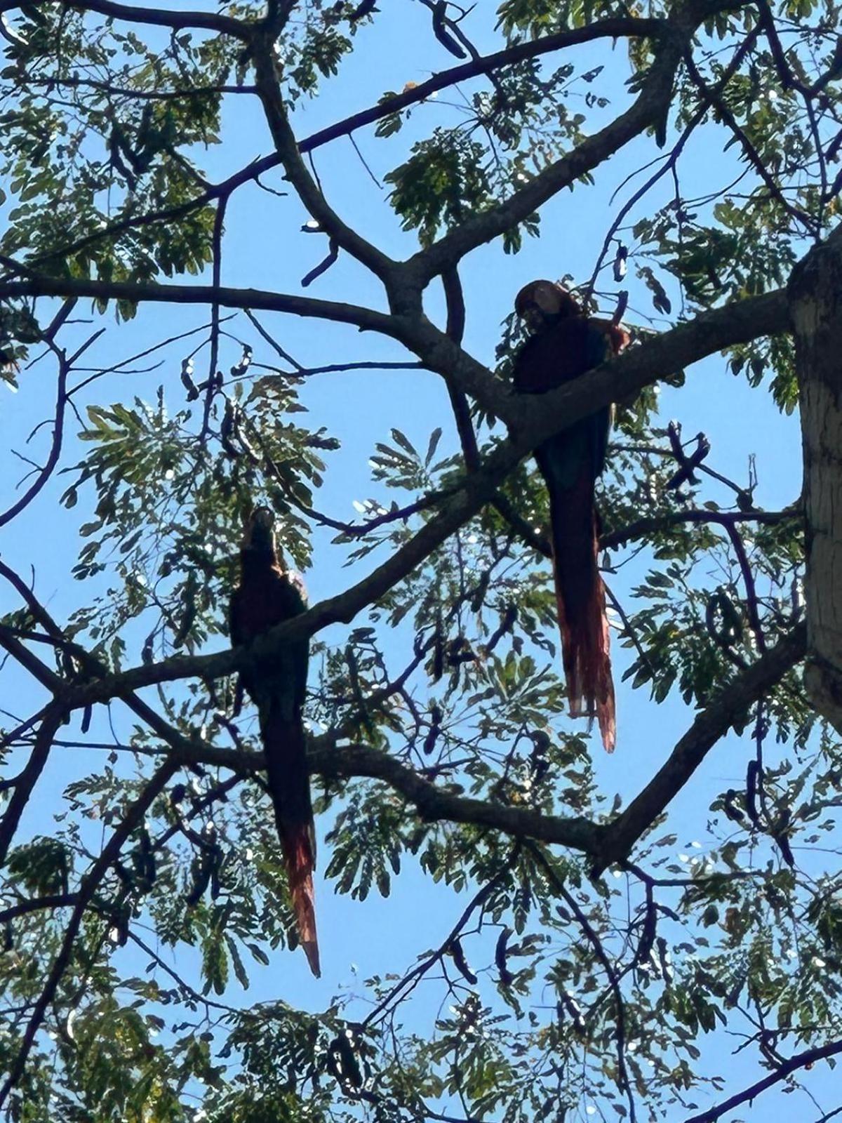 Apartment Macaw Paradise Jaco