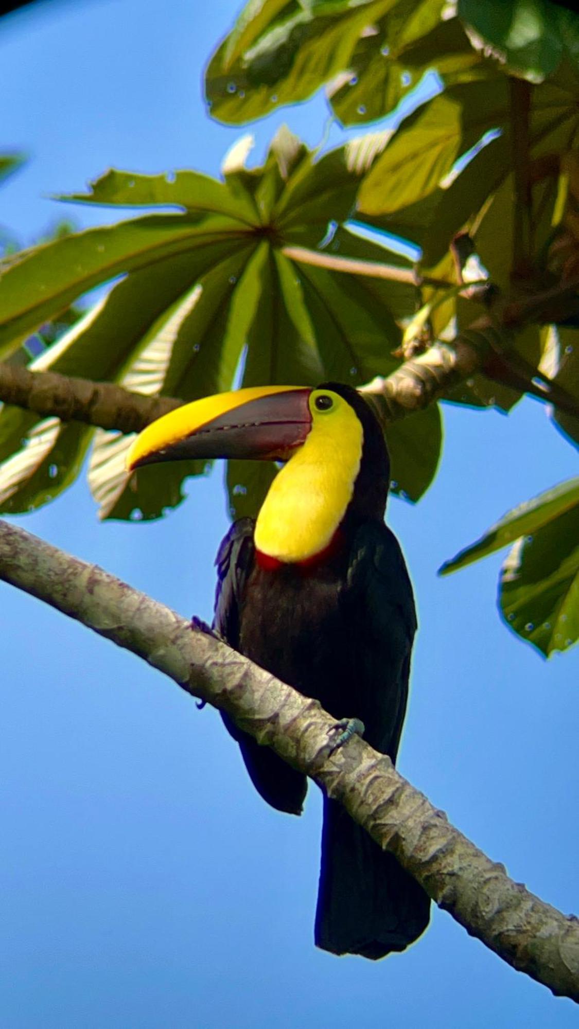Arenal Monara La Fortuna