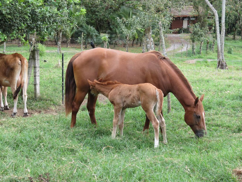 El Silencio Del Campo