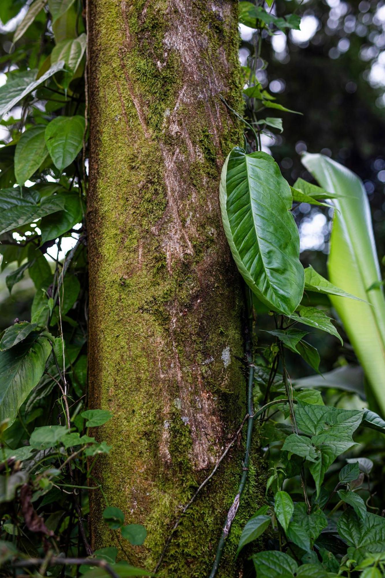 Sangregado La Fortuna