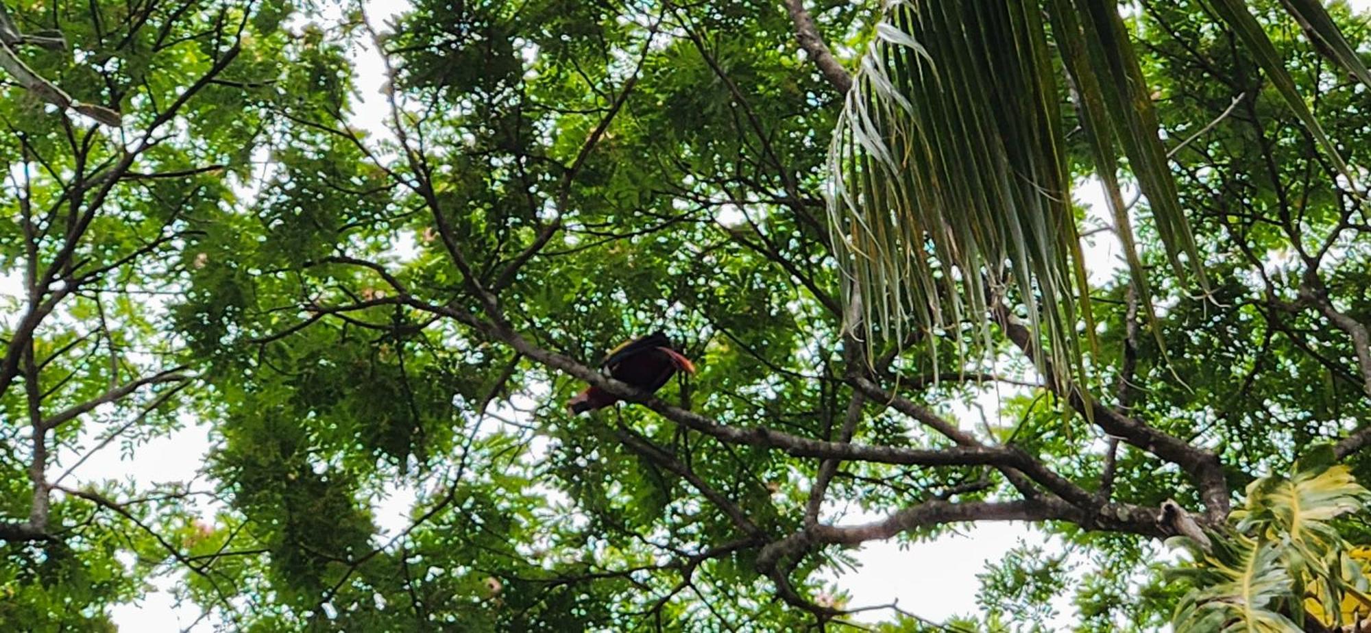 Apartment Macaw Paradise Jaco