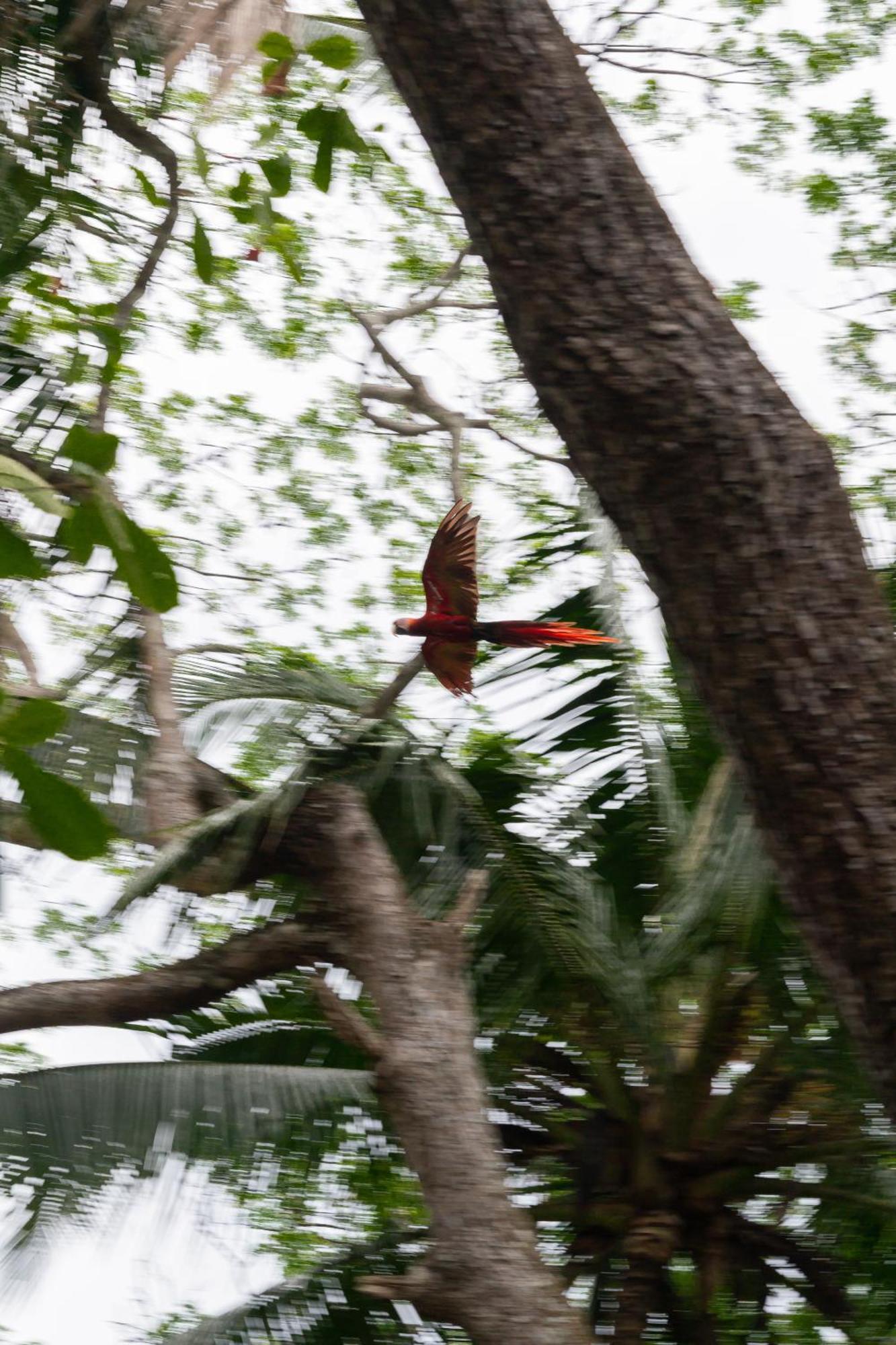 Macaw Paradise Apartment