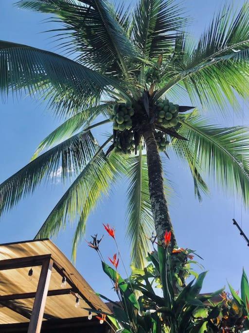 Palmera-fortuna *