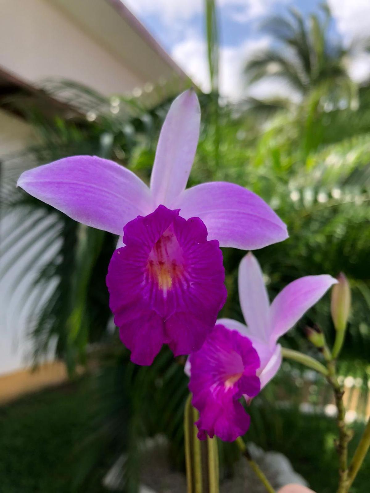 Villa Palmera-fortuna *