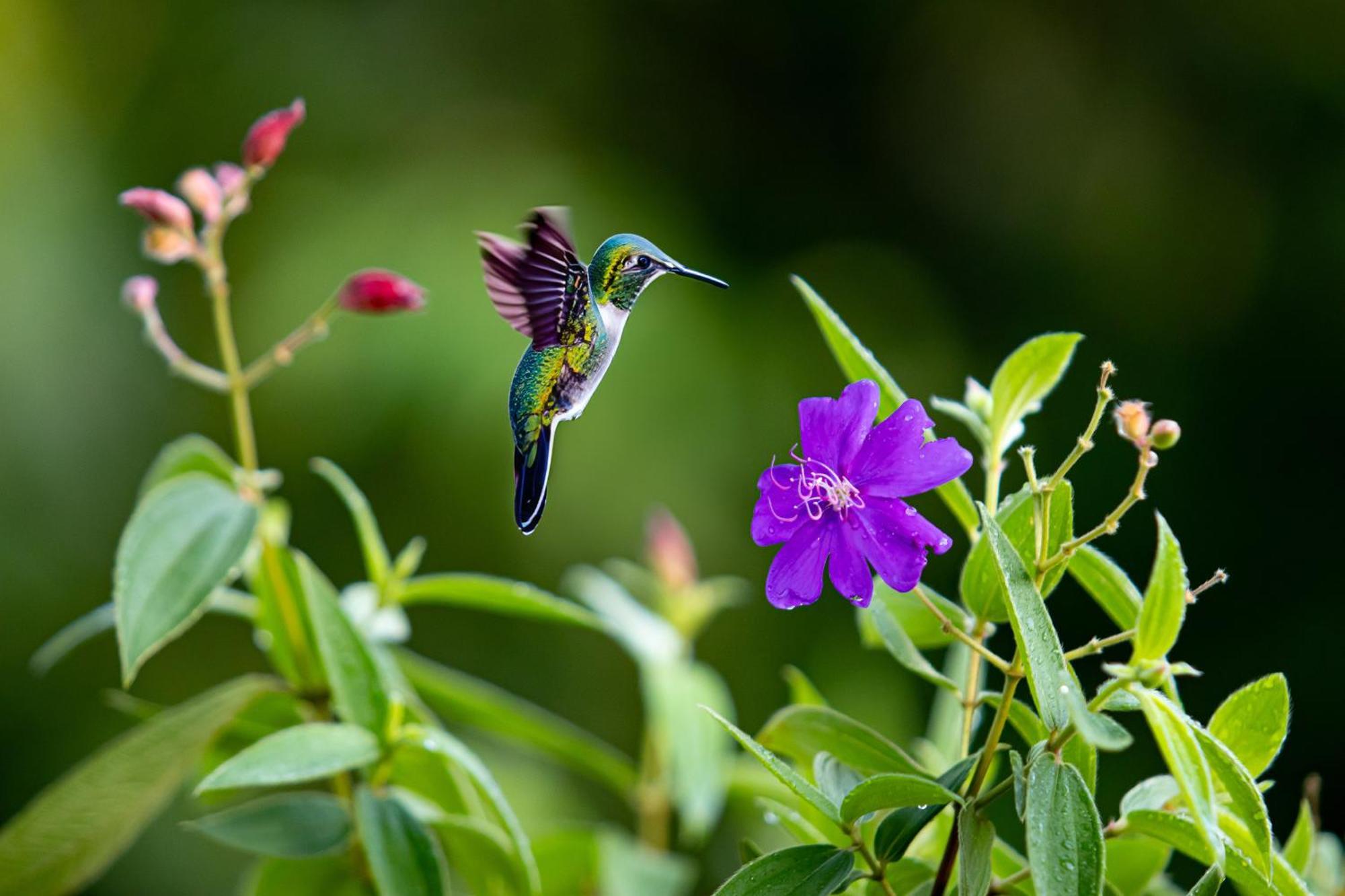 Heliconias Rainforest