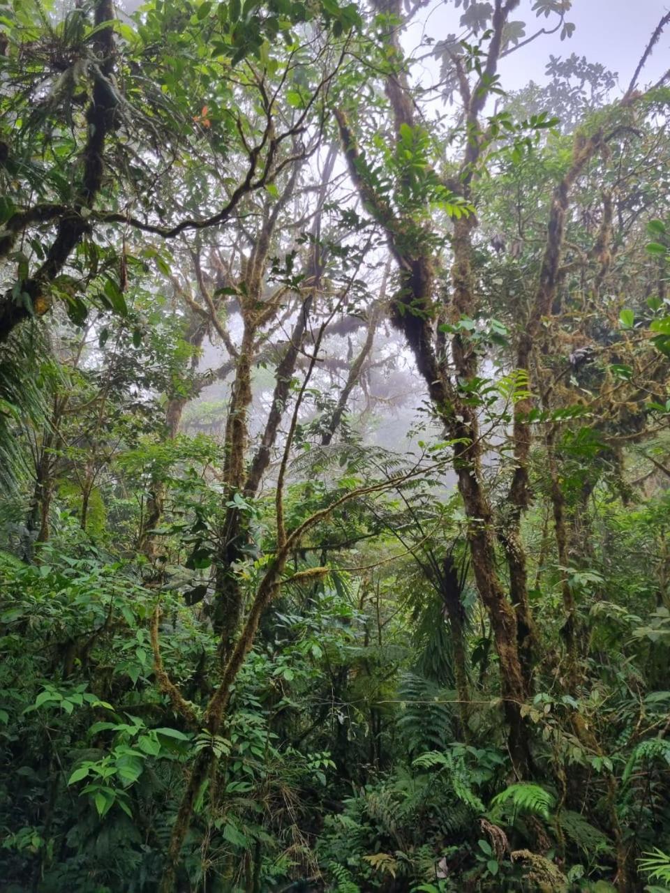Refugio La Paz Ecoglamping Capsule hotel San Ramon (Alajuela)
