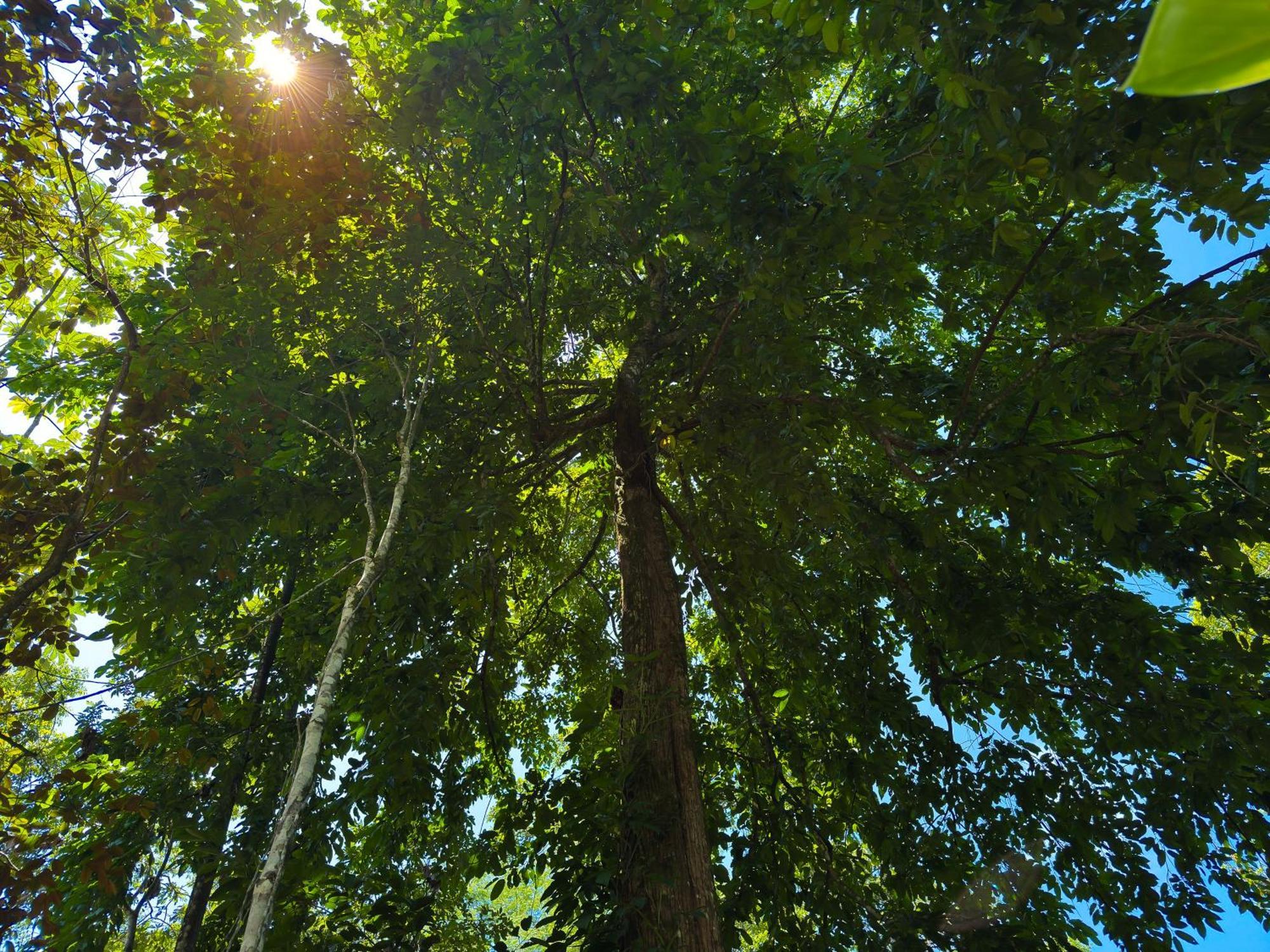 Oro