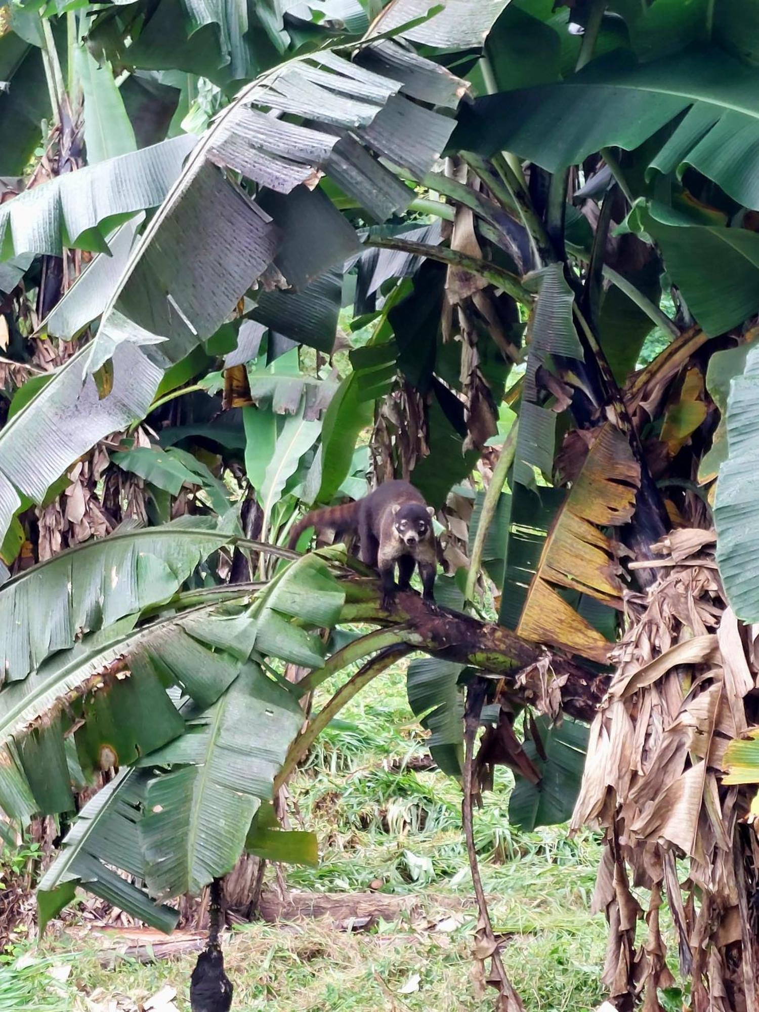 Rustico Arenal La Fortuna