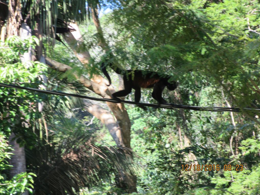 Spirit Of Jungle