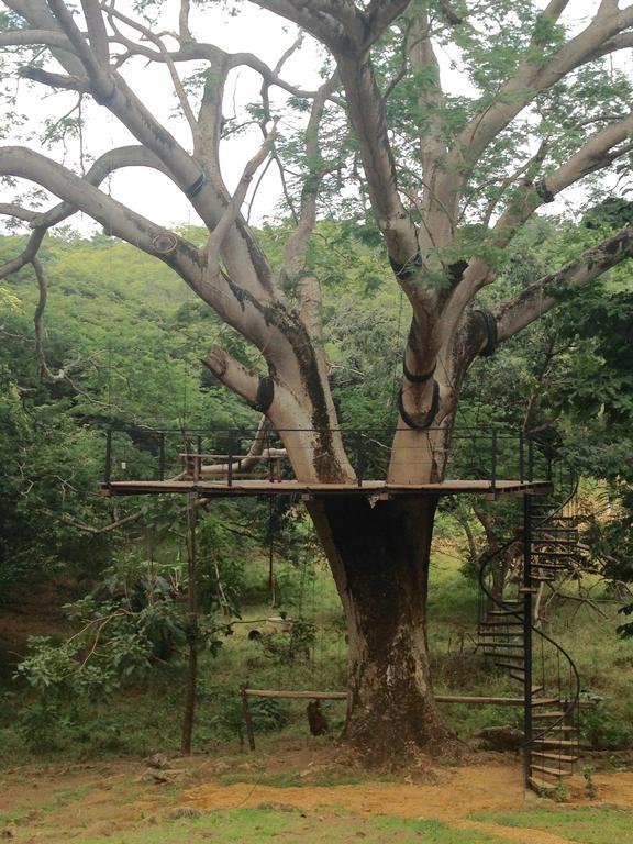 Carao Project GUANACASTE