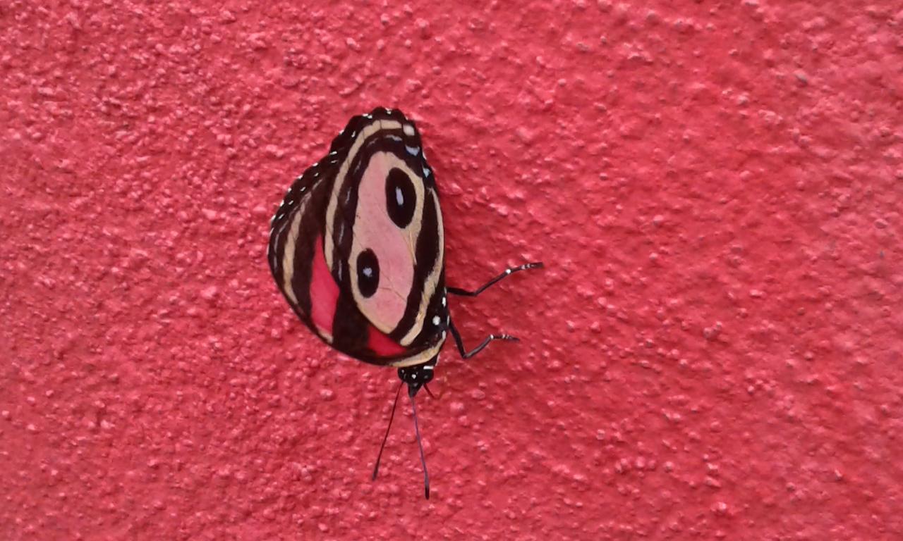 El Nido Rojo * Samara