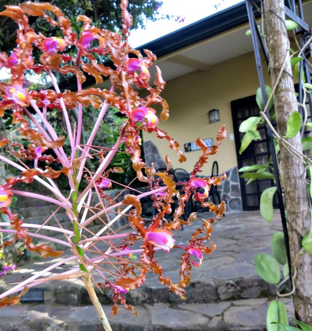 Bed & Breakfast Pura Vida 4*