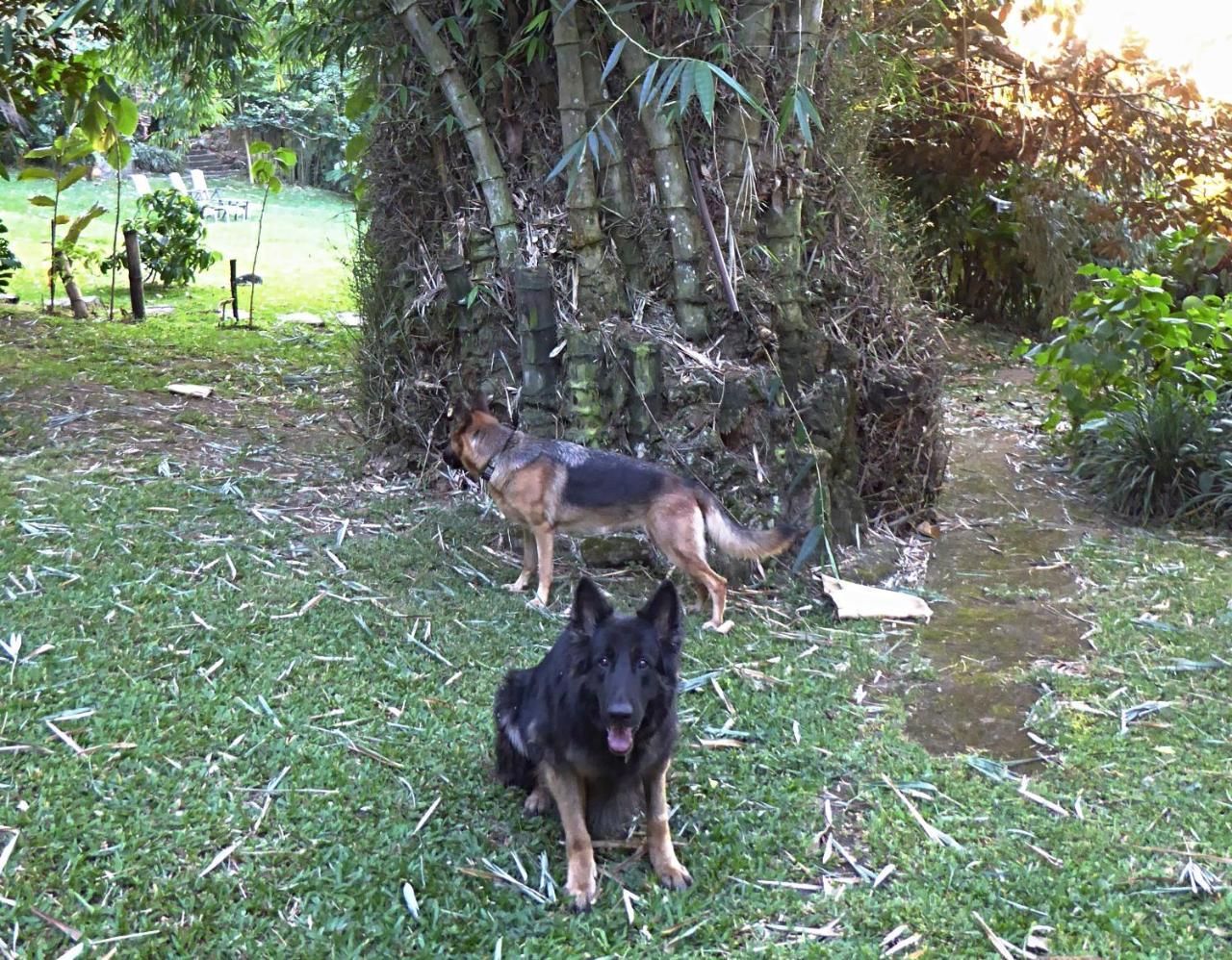 Pura Vida