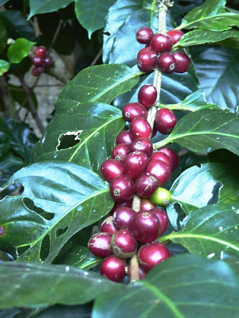 Pura Vida 4* Alajuela