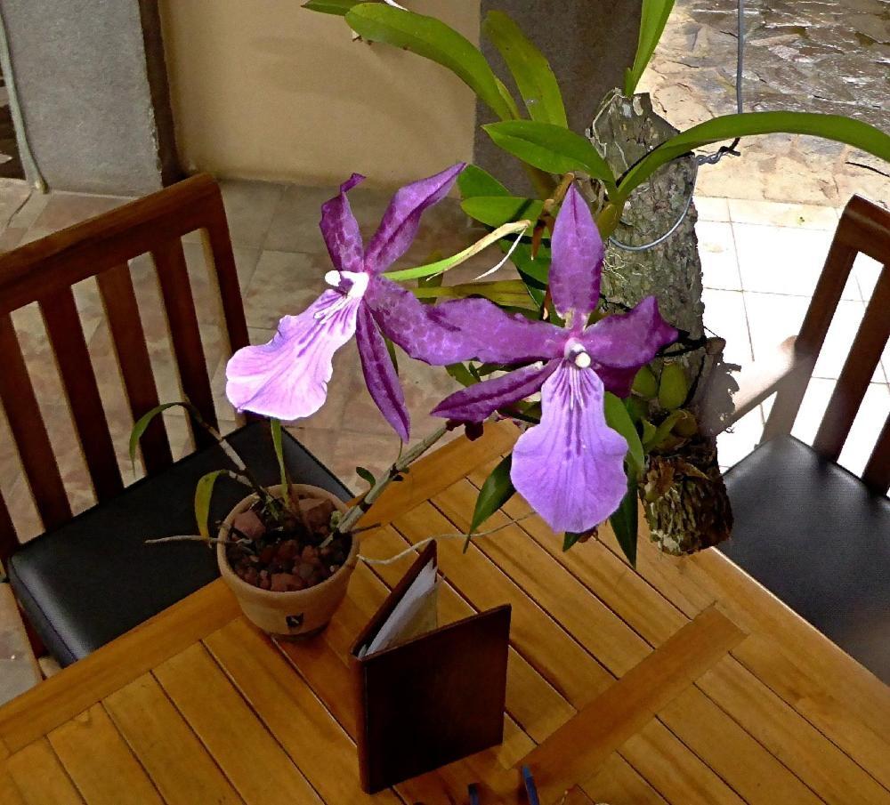Bed & Breakfast Pura Vida Alajuela