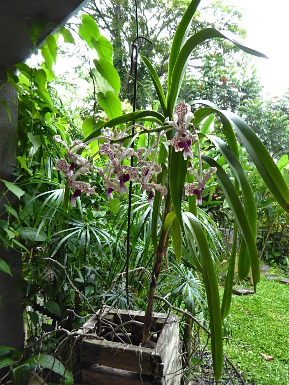 Pura Vida Tambor (Alajuela)
